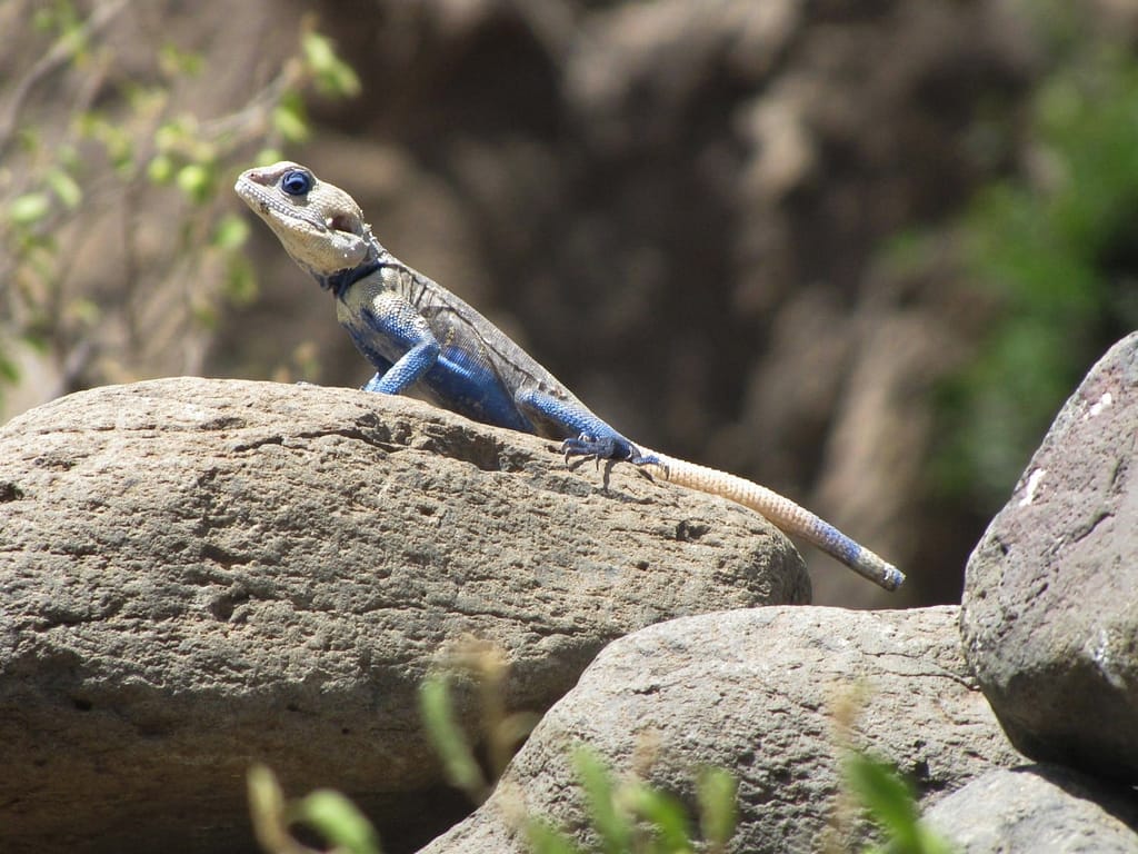 Animaux Djibouti Sur Terre En Mer Et En L Air Africorne Travel