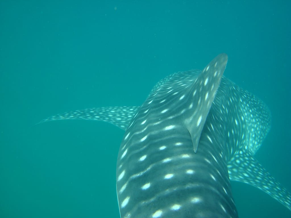 Animaux Djibouti Sur Terre En Mer Et En L Air Africorne Travel