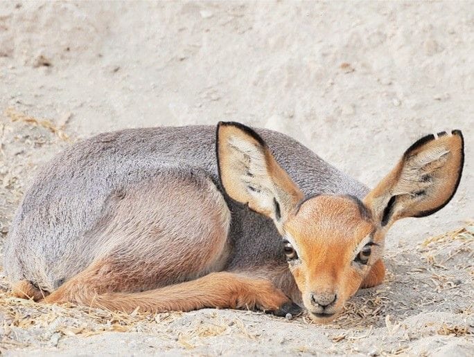 Les 6 Animaux endémiques de Djibouti espèces terrestres