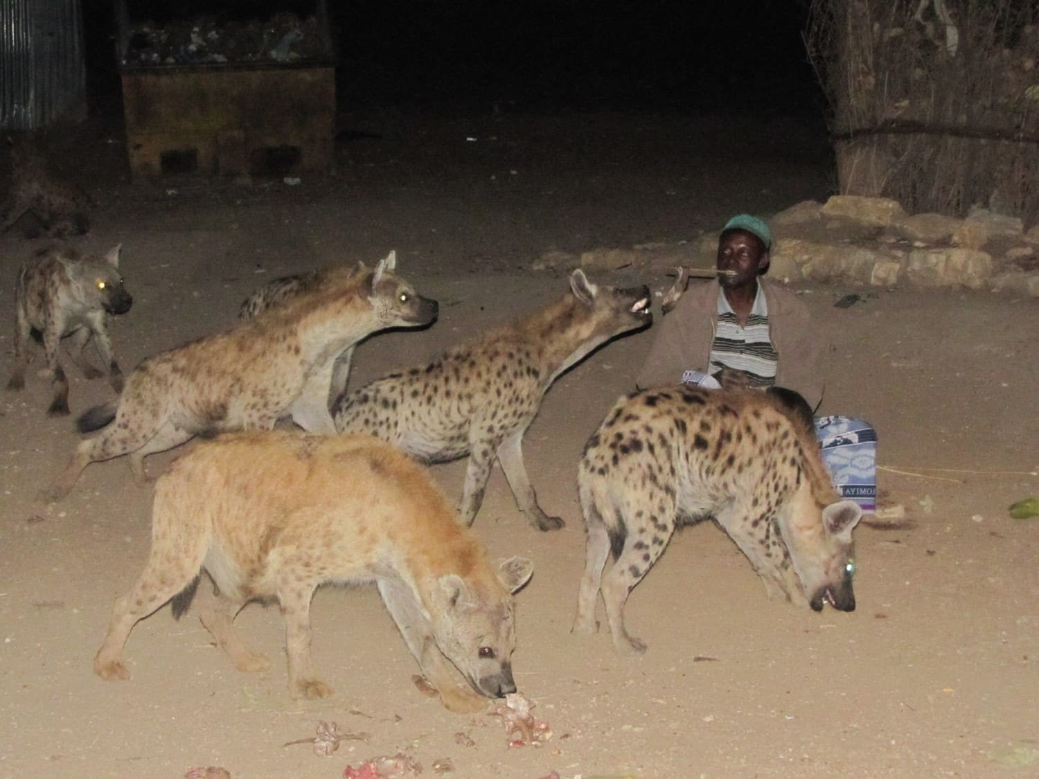 Harar-repas-des-hyènes