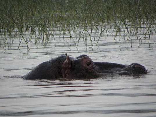 voyage-ethiopie-hippopotame