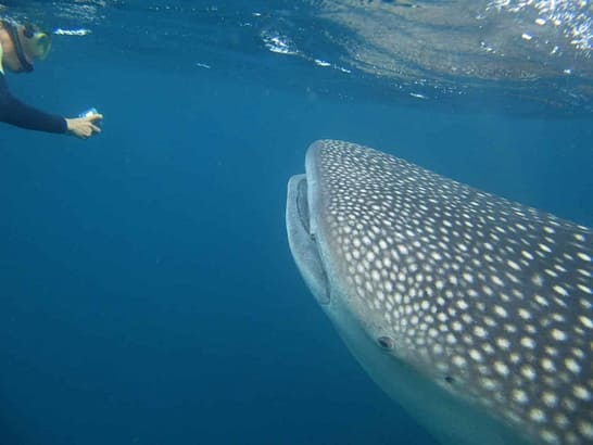 requin-baleine-animaux-Djibouti-plongee