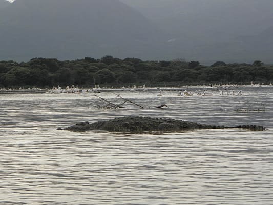 reise-ethiopie-krokodile-lac-chamo