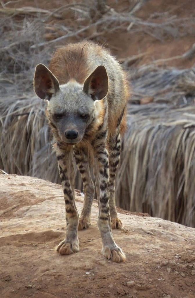 Animals Djibouti on Land, Sea and in l'Air - Africorne Travel