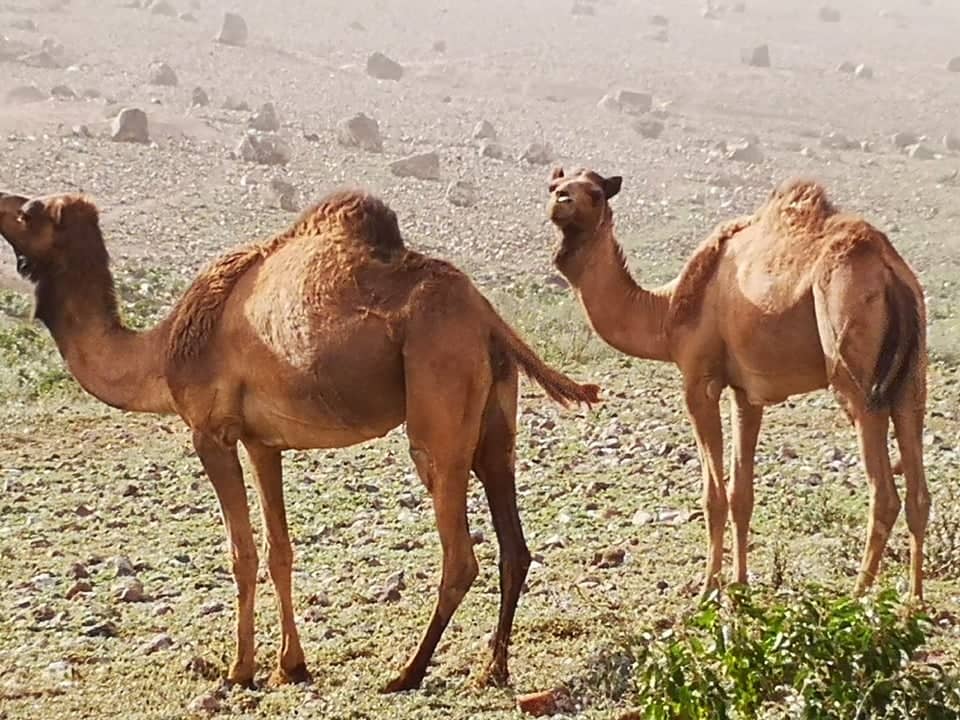 camello en la pista