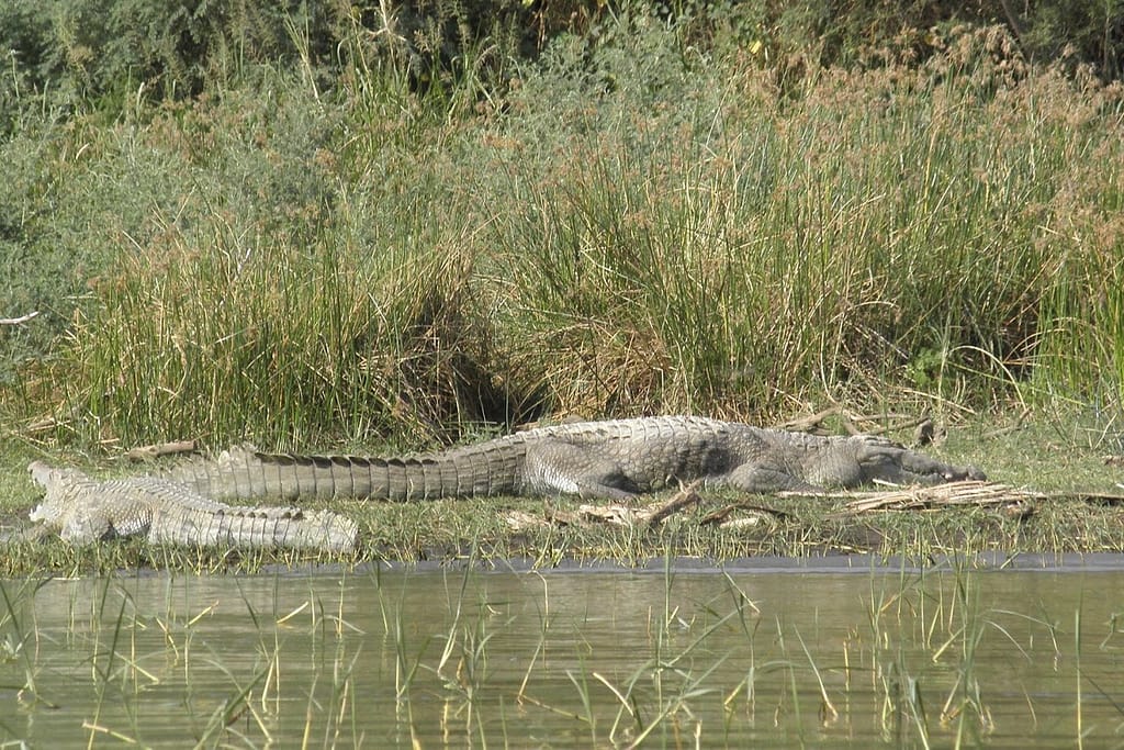 Reisen-in-Äthiopien-Tiere