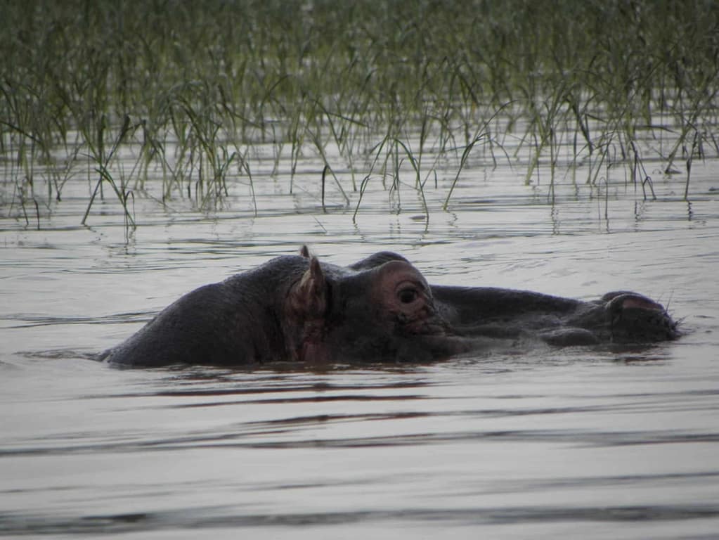 travel-ethiopia-hippopotamus