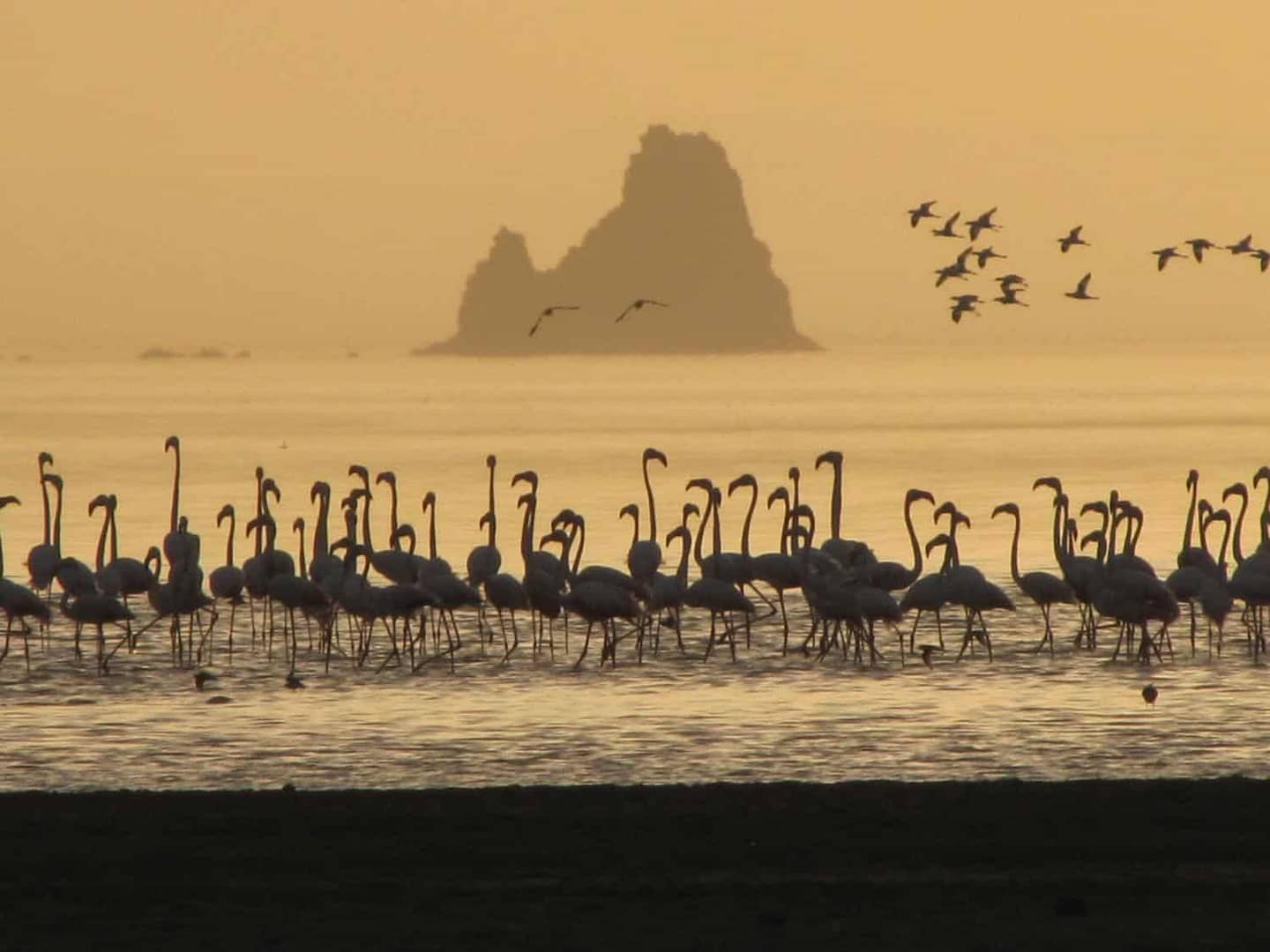 animaux-djibouti-flamands-roses