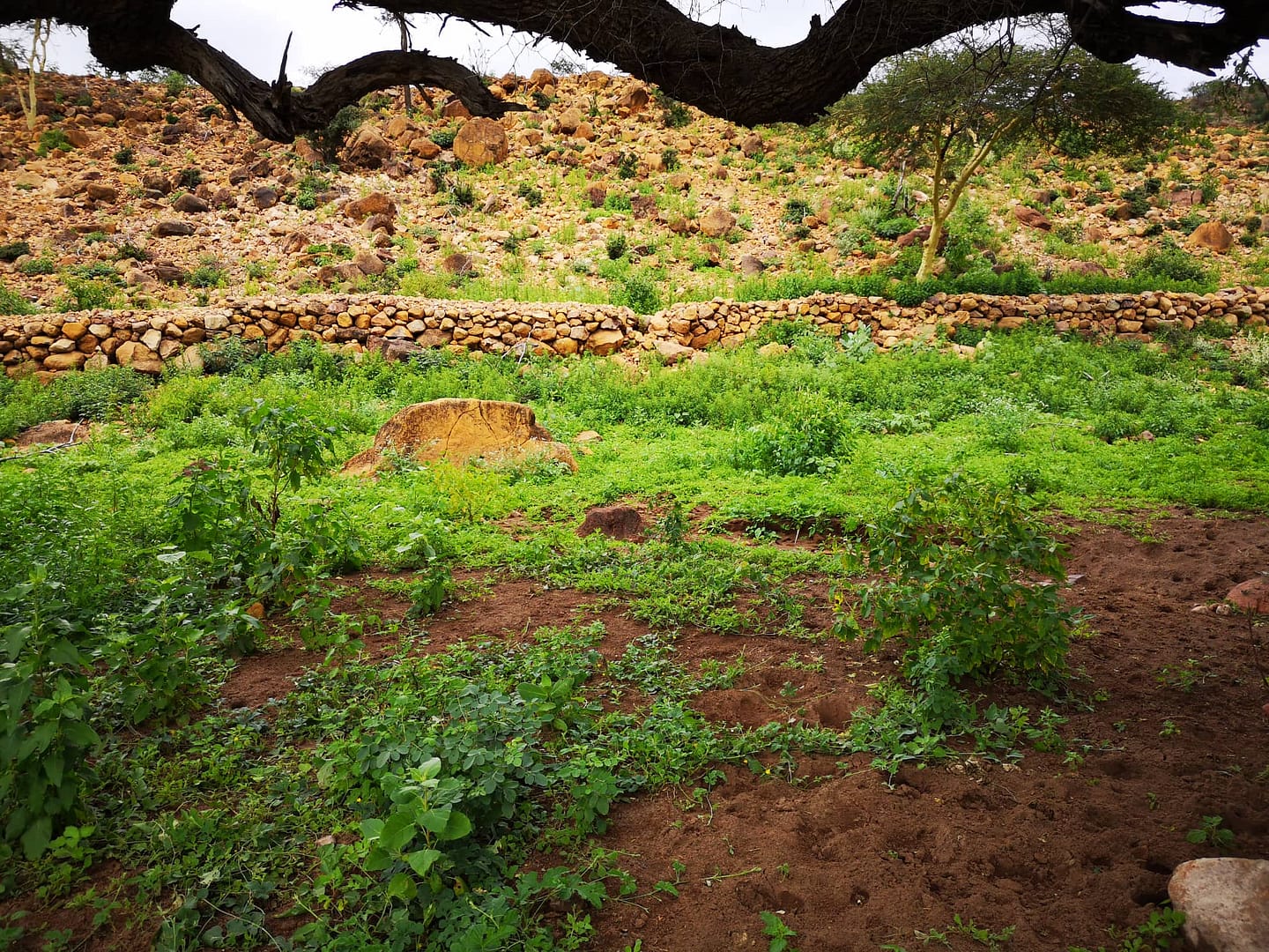 Mabla walking landscape