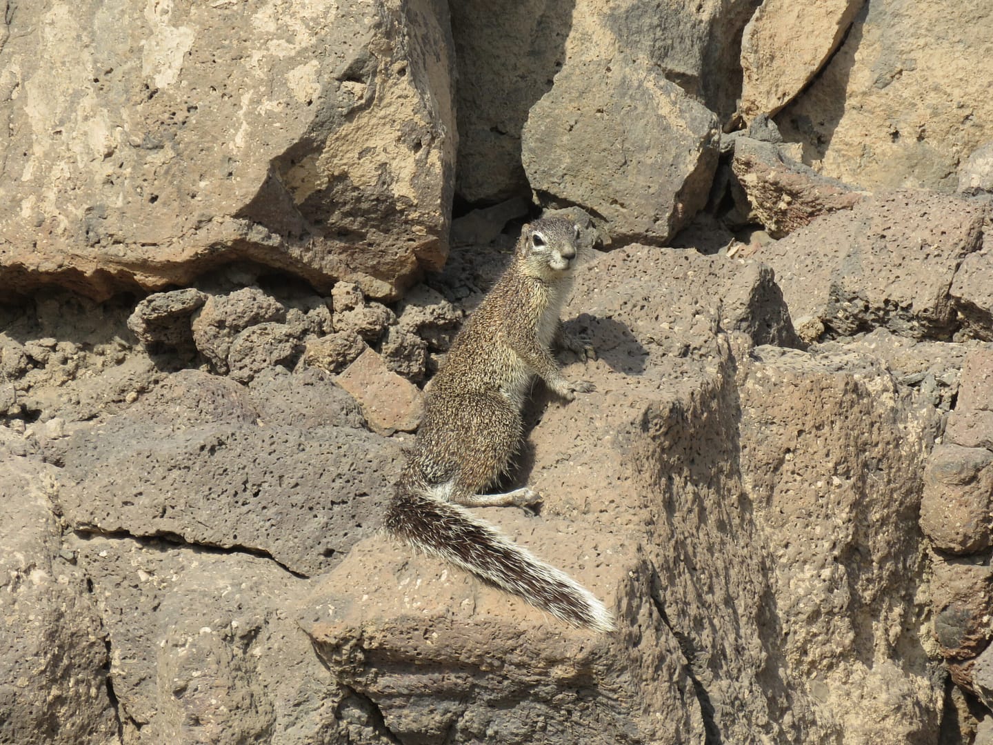 Squirrel