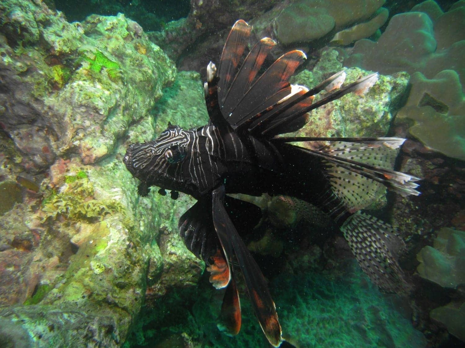 lionfish-1