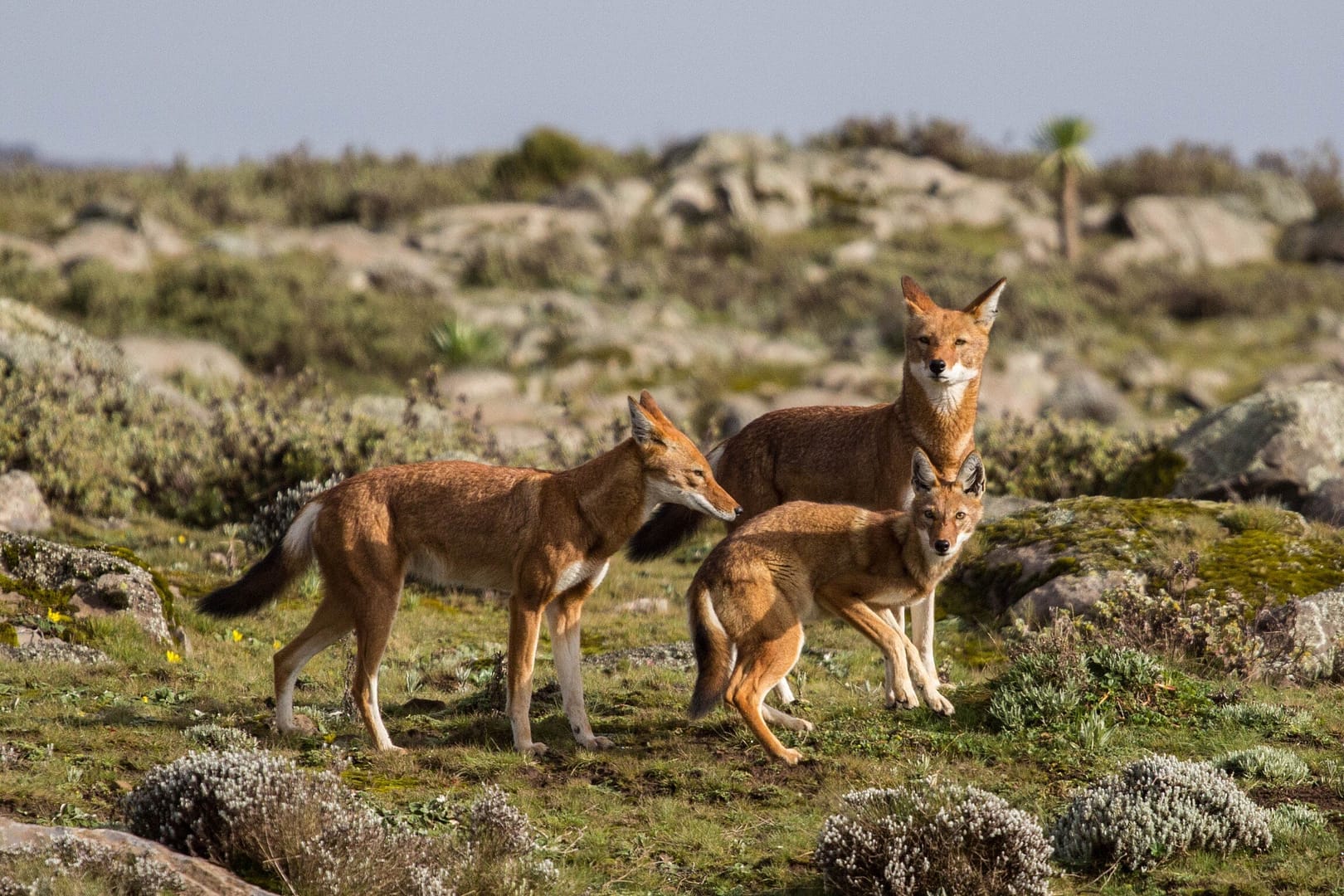 Abyssinian wolf
