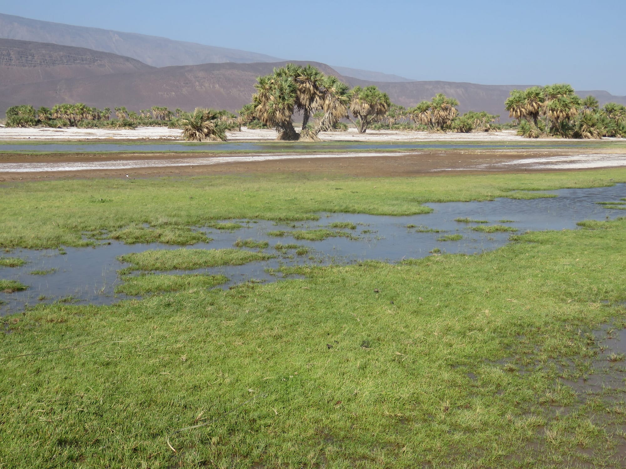 Wasser und Vegetation von Allols