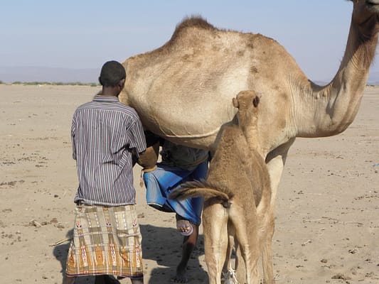 Traite chamelle Djibouti