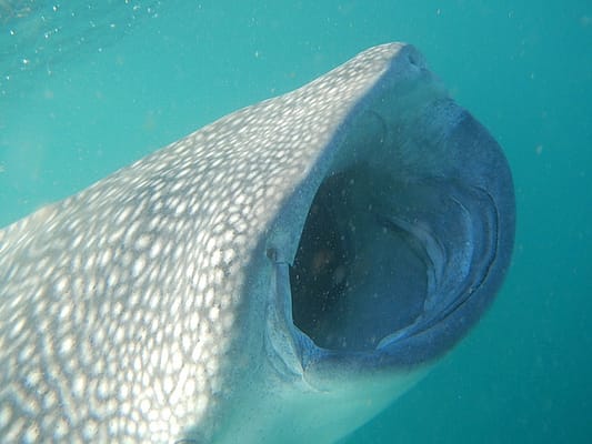 Whale shark - Djibouti seabed