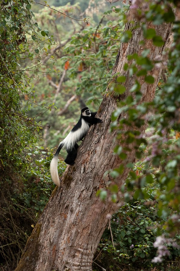 Colobus guereza gallarum