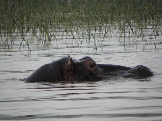 Hippopotame lac Chamo