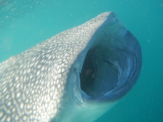 Whale shark - Djibouti seabed