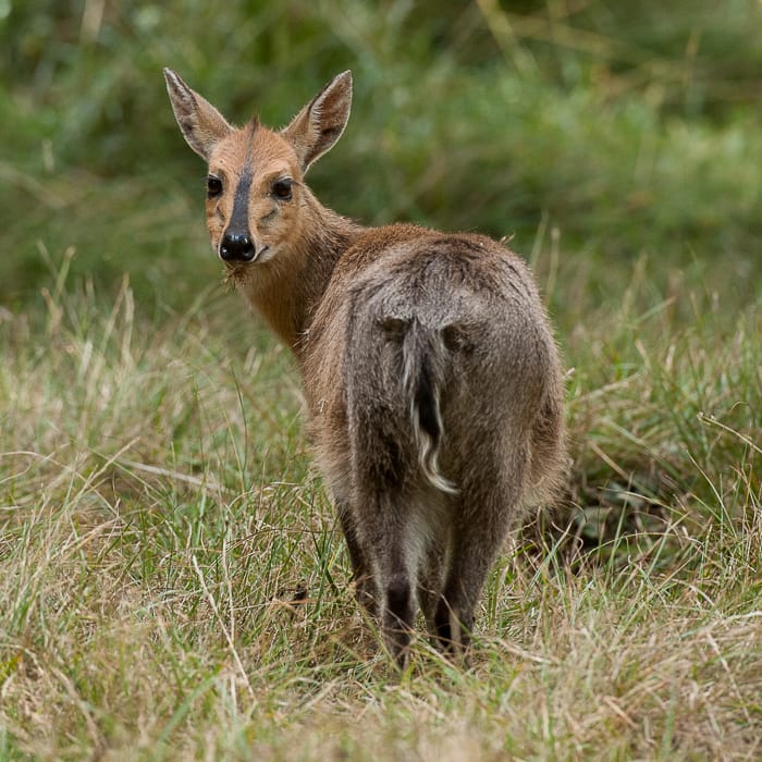 Bale's duiker