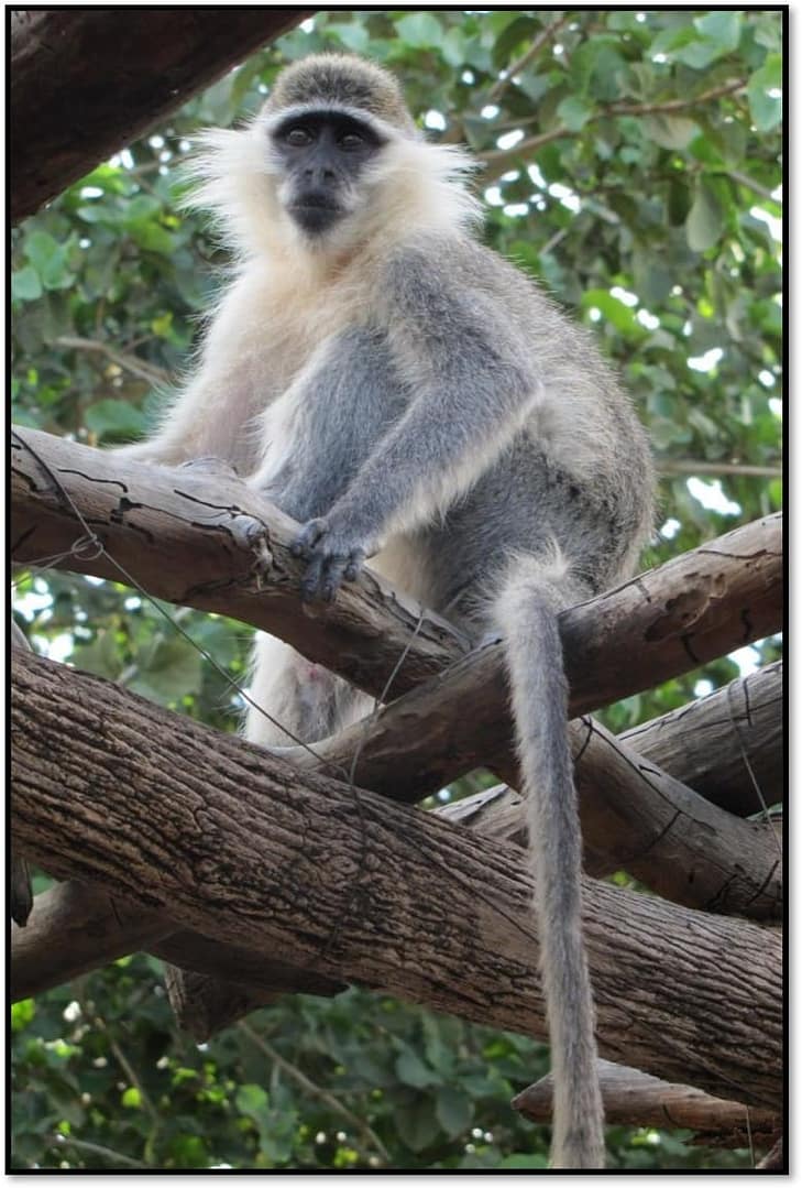 Green Monkey-Ditillou