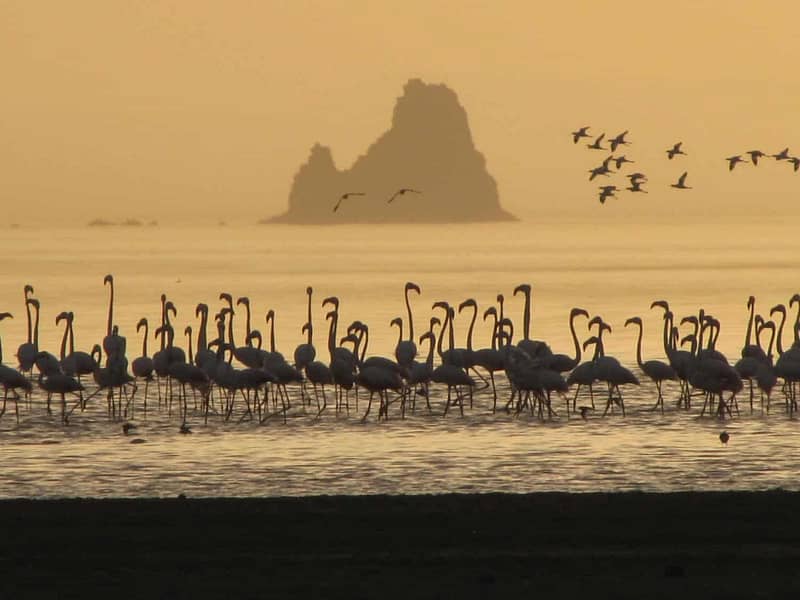animals-djibouti-flamingos-roses