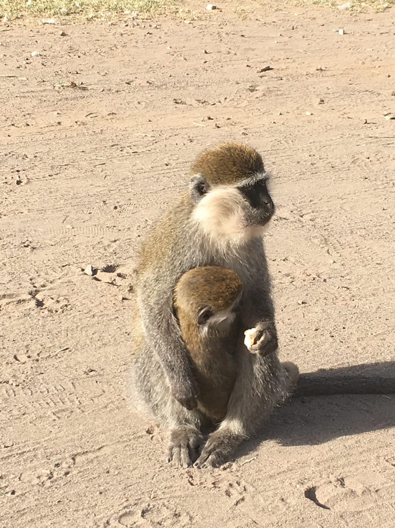 monkeys region awassa Nations south