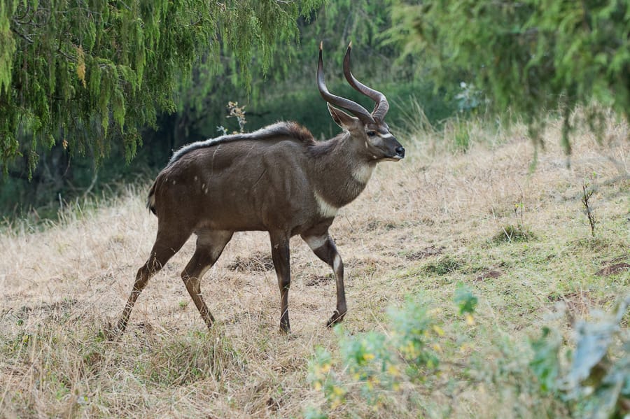Mountain Nyala