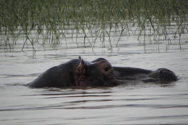 Hippopotame lac Chamo