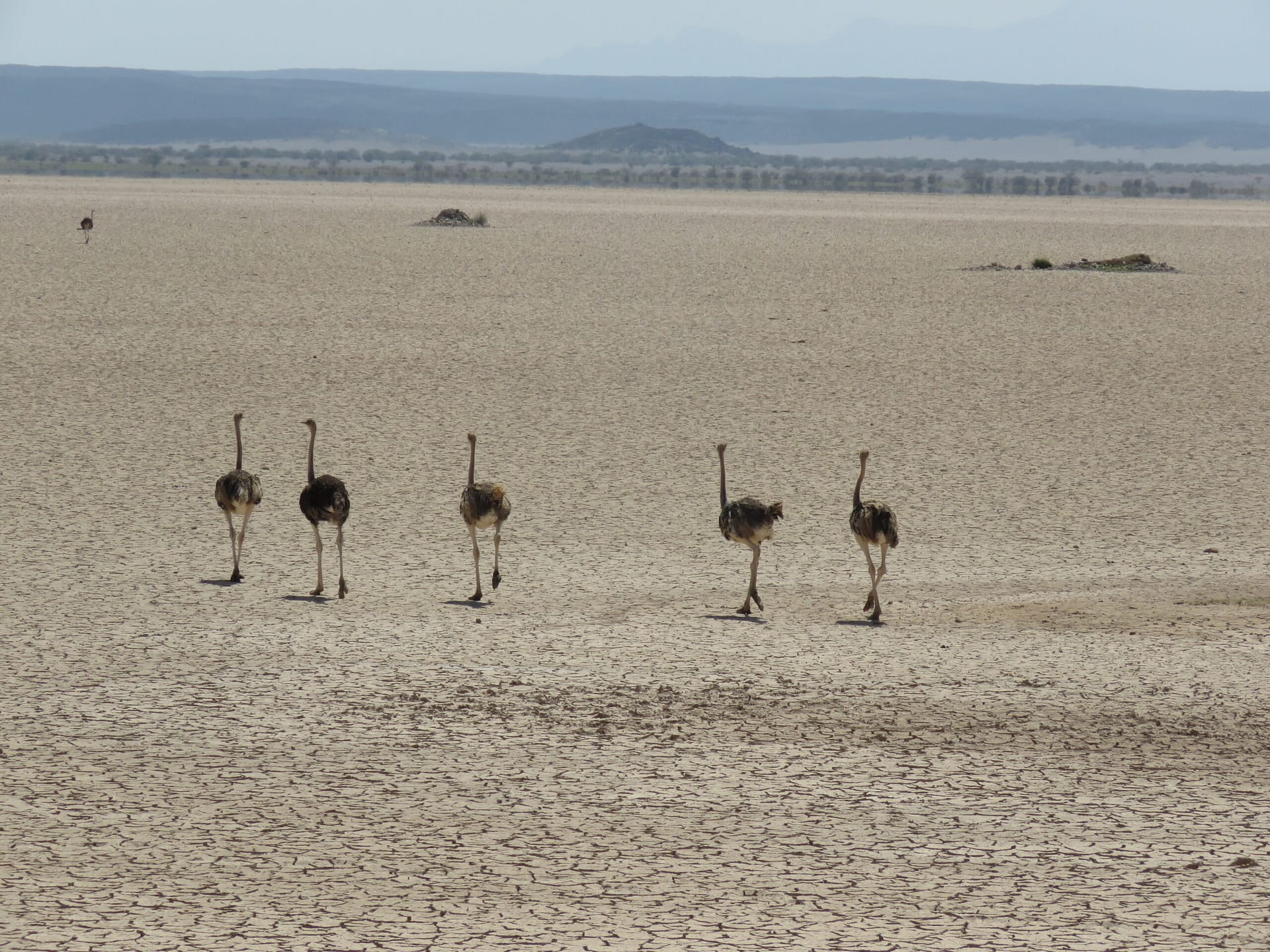 Ostriches between As Dorra and Balho