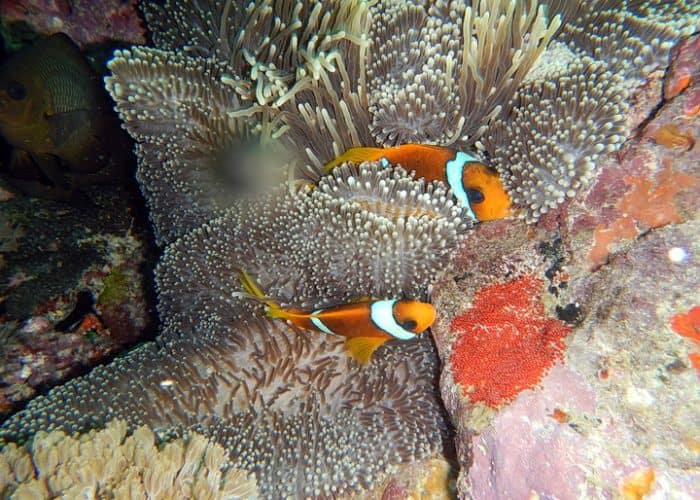 Underwater fauna and flora in Djibouti
