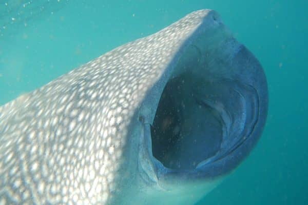 Whale shark - Djibouti seabed